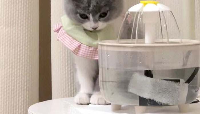 宠物喂水机里面需要准备留给水吗 宠物喂水机里面需要准备留给水吗
